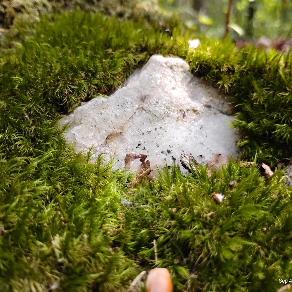 Unharvested White Quartz - Picture 1 of 2